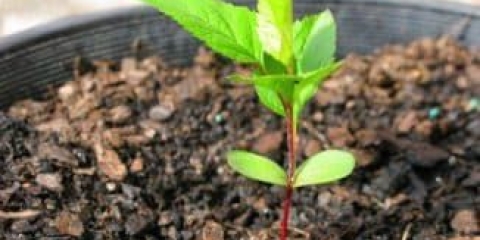 Kako uzgajati drvo jabuke